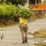 Alcaldes son los que deben liquidar el impuesto predial según la ley 