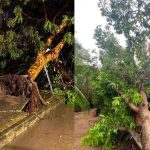 Vendaval golpea a Chorrera y deja viviendas destechadas y árboles caídos